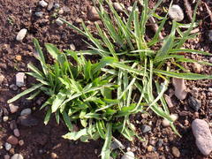 Microseris laciniata