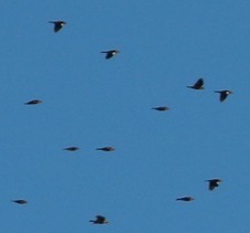 Xanthocephalus xanthocephalus