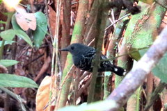 Willisornis poecilinotus