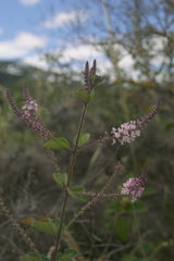 Aloysia scorodonioides scorodonioides