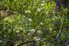 Cephalanthus salicifolius