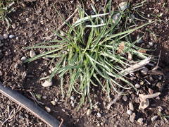 Microseris laciniata