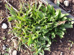 Microseris laciniata