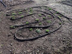 Microseris laciniata