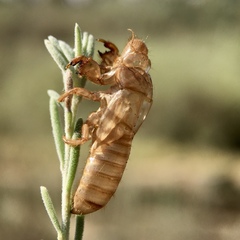 Cicadettini