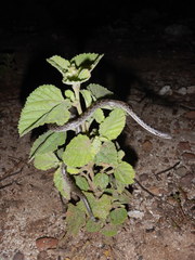 Hypsiglena unaocularus