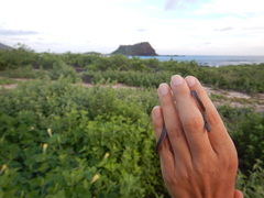 Hypsiglena unaocularus