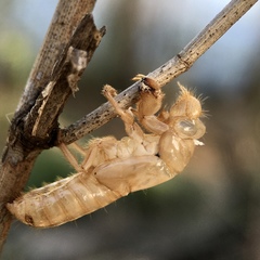 Cicadettini