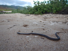 Hypsiglena unaocularus