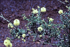 Melaleuca thymoides