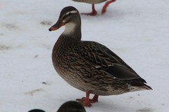 Anas platyrhynchos