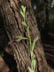 Calochilus gracillimus
