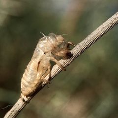 Cicadettini