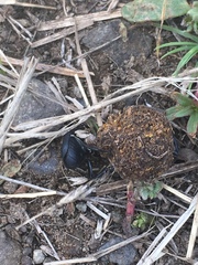 Boreocanthon simplex