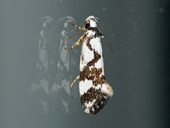 Machetis aphrobola
