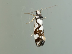 Machetis aphrobola