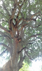 Xanthocercis zambesiaca