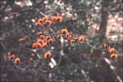 Daviesia flexuosa