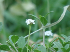 Phyla nodiflora minor