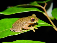 Copan Brook Frog photo 4
