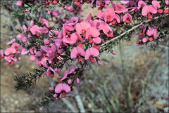 Gompholobium scabrum