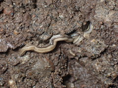 Rhynchodemus sylvaticus