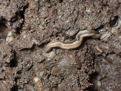 Rhynchodemus sylvaticus