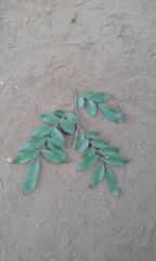 Xanthocercis zambesiaca