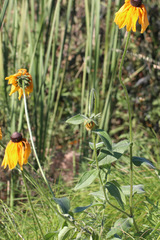Rudebeckia