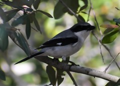 Lanius ludovicianus