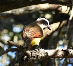 Pitangus sulphuratus