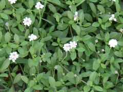 Phyla nodiflora minor