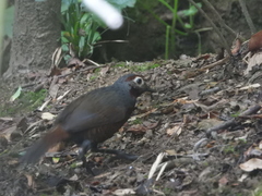 Pteroptochos castaneus