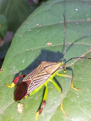 Melucha lineatella