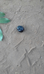 Xanthocercis zambesiaca