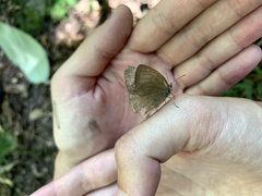 Cissia phronius
