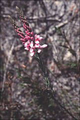 Comesperma virgatum