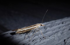 Orocrambus vittellus