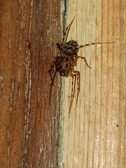Scytodes