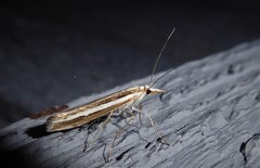 Orocrambus vittellus