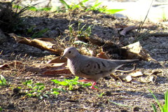 Columbina passerina