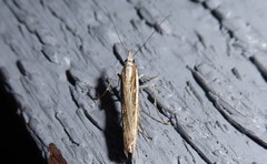 Orocrambus vittellus
