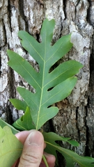 Quercus alba