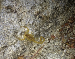 Centruroides exilicauda