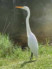 Ardea alba