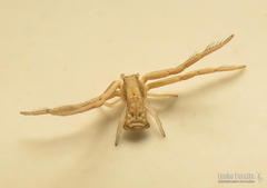 Uraarachne runcinioides