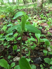 Arisaema quinatum