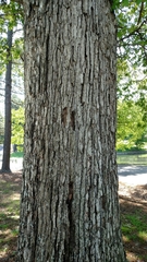 Quercus alba