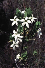 Anthocercis viscosa