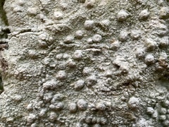 Pertusaria paratuberculifera
